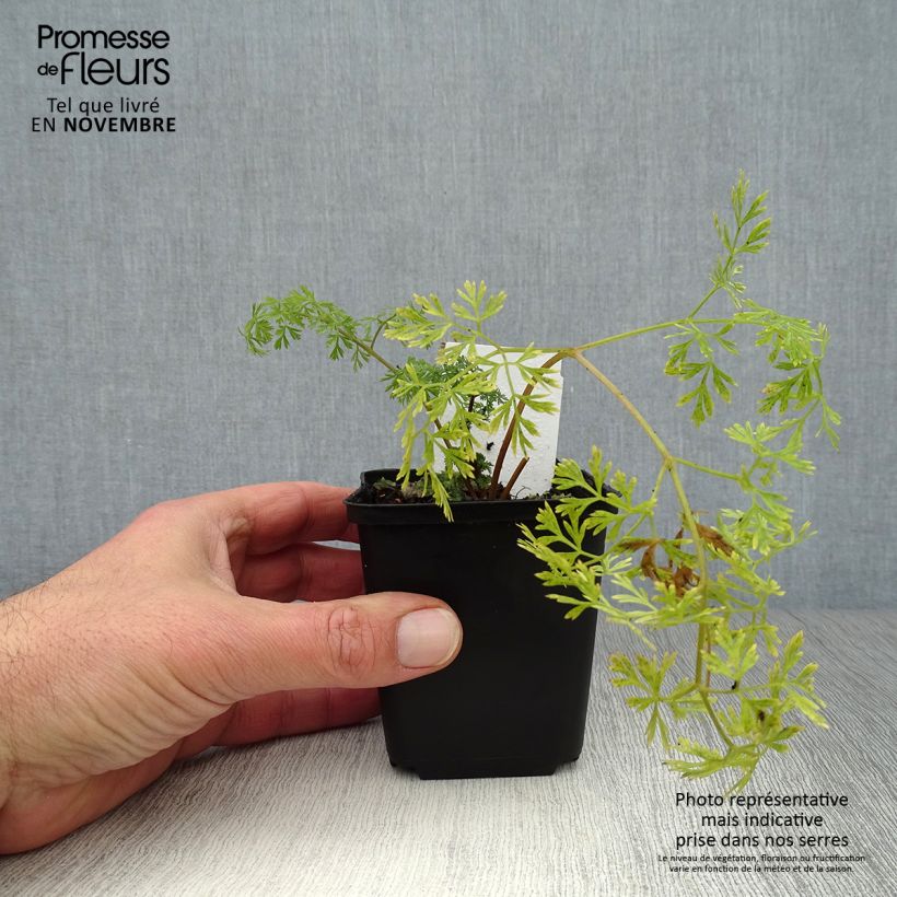 Spécimen de Cenolophium denudatum - Persil de la Baltique Godet de 8/9 cm tel que livré en automne