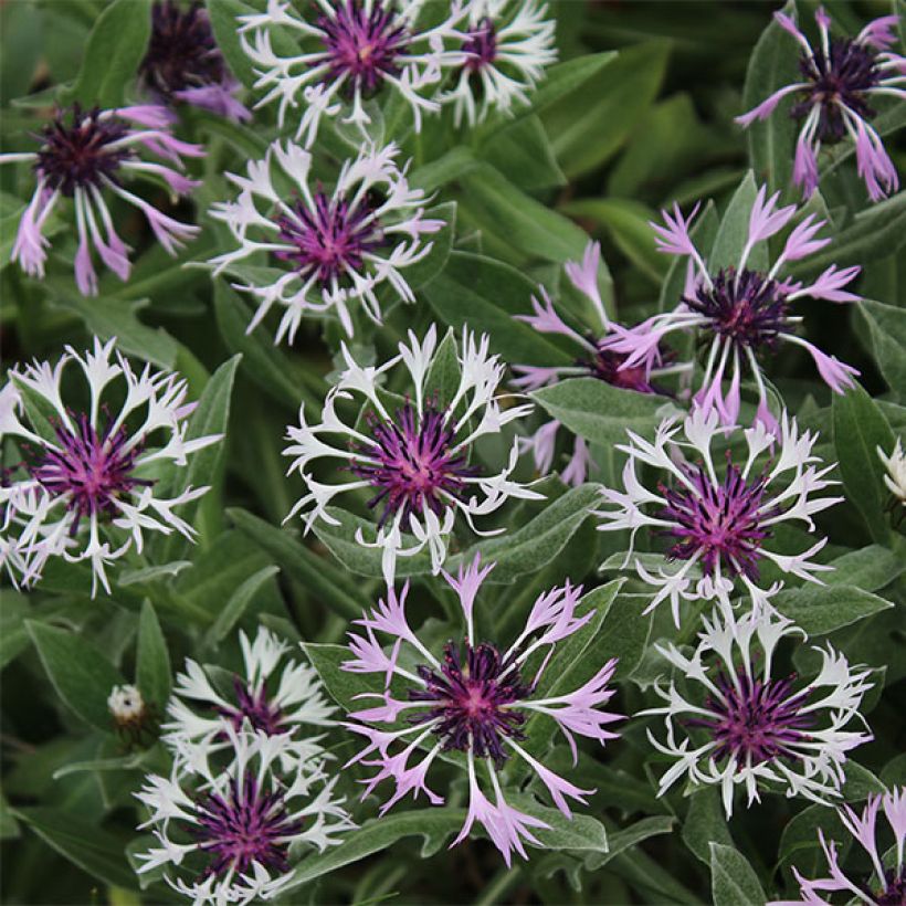 Bleuet des montagnes - Centaurée montana Amethyst in Snow (Floraison)