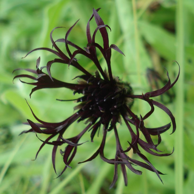 Bleuet des montagnes noir - Centaurée Black Sprite (Floraison)