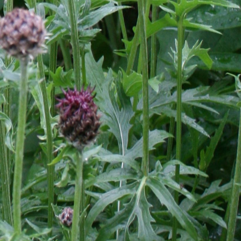 Centaurea atropurpurea - Centaurée pourpre (Feuillage)