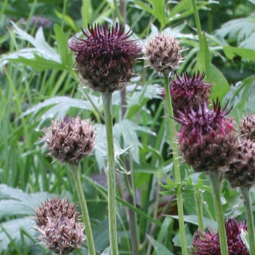 Centaurea atropurpurea - Centaurée pourpre (Floraison)