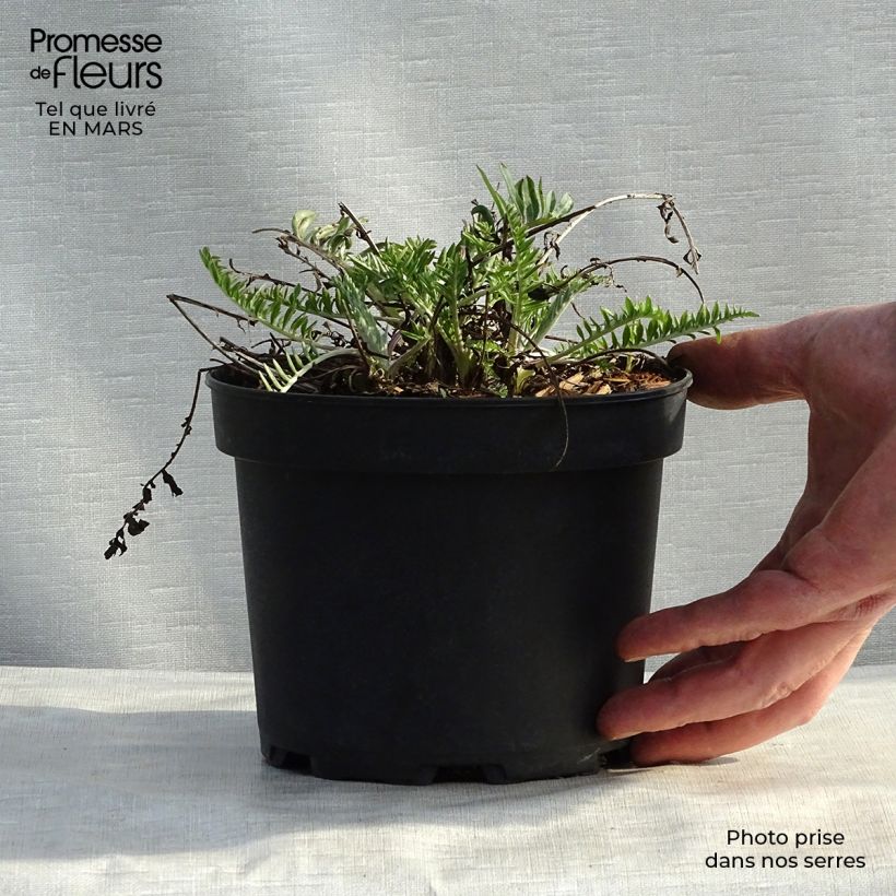 Spécimen de Centaurea atropurpurea - Centaurée pourpre en godet de 9 cm tel que livré au printemps