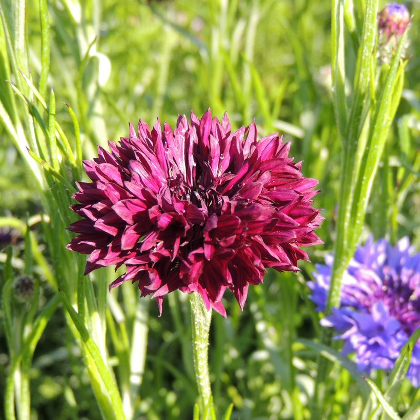 Graines de Centaurée bleuet Black Ball - Centaurea cyanus (Floraison)