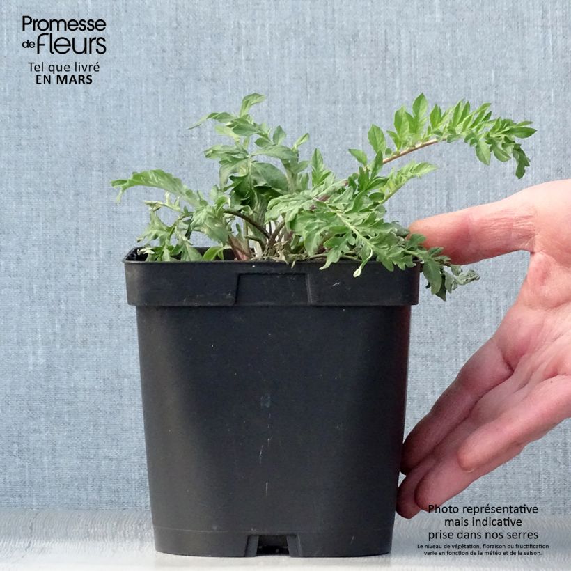 Spécimen de Centaurea dealbata - Centaurée de Perse - en pot de 2L / 3L tel que livré au printemps