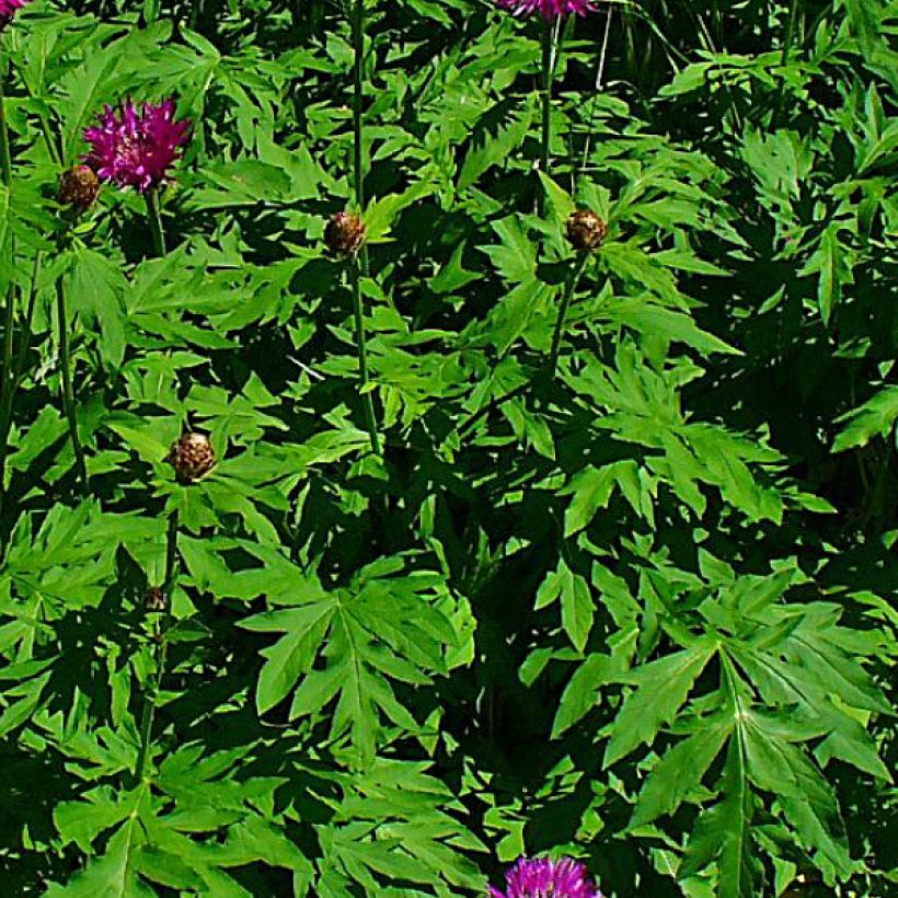 Centaurea dealbata Steenbergii - Centaurée de Perse (Feuillage)