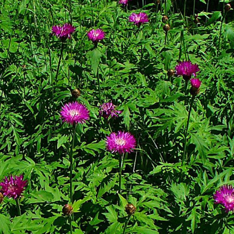 Centaurea dealbata Steenbergii - Centaurée de Perse (Floraison)