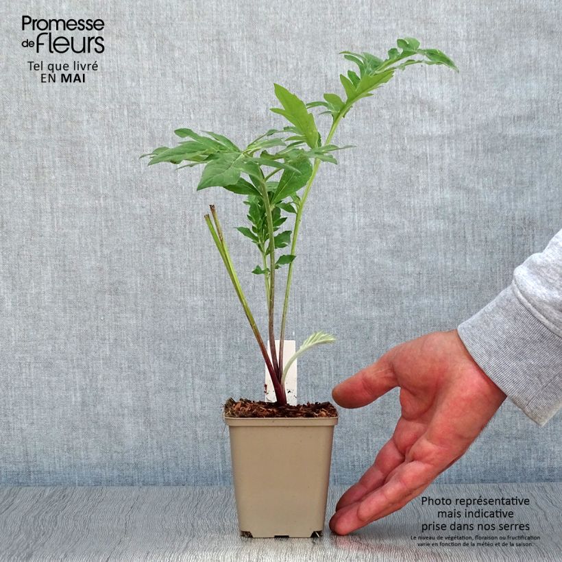 Spécimen de Centaurea dealbata Steenbergii - Centaurée de Perse en godet de 9 cm tel que livré au printemps