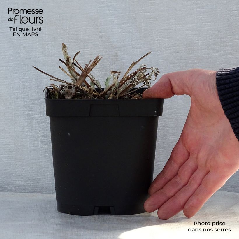 Spécimen de Centaurea dealbata Steenbergii - Centaurée de Perse en pot de 2/3L tel que livré au printemps