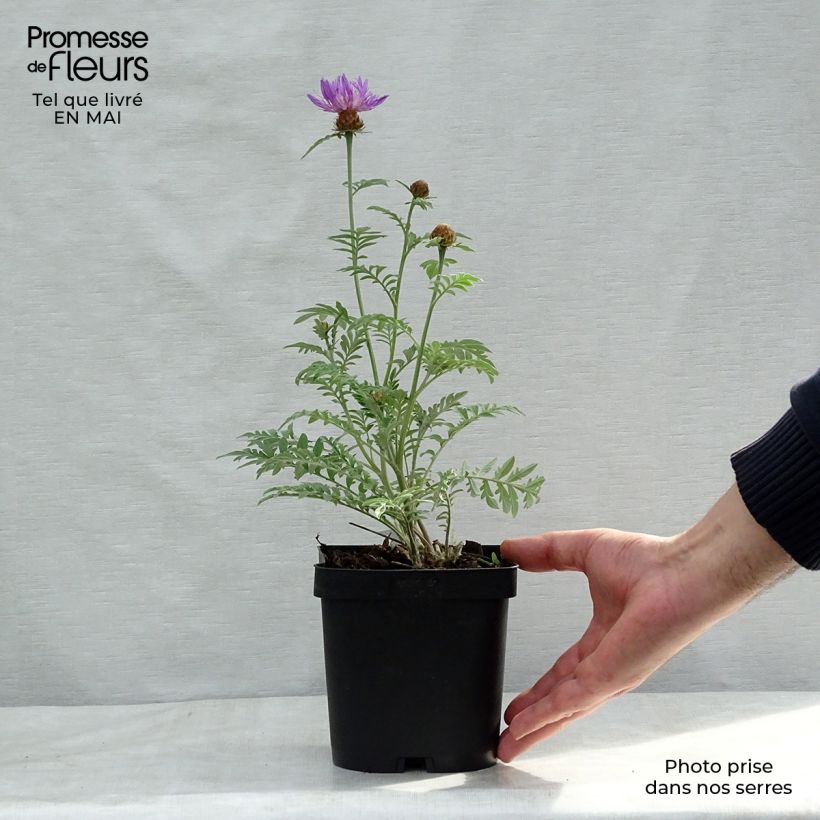 Spécimen de Centaurea dealbata - Centaurée de Perse - en godet de 8 cm / 9 cm tel que livré au printemps