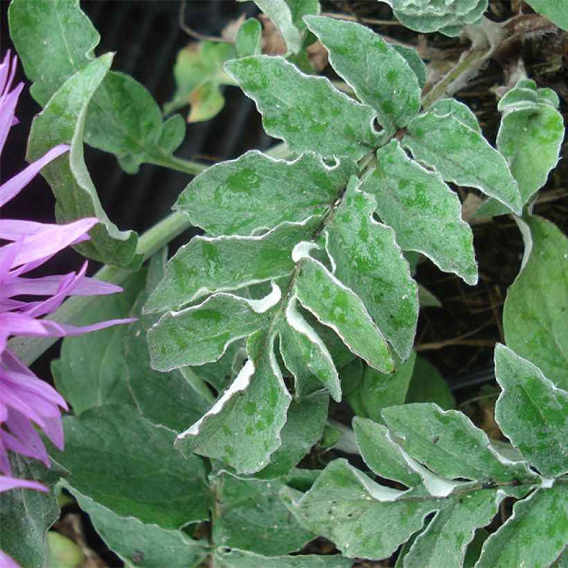 Centaurée - Centaurea hypoleuca John Coutts (Feuillage)