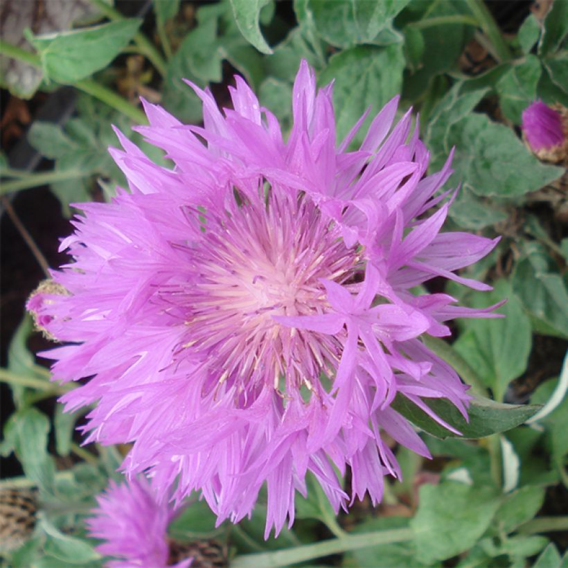 Centaurée - Centaurea hypoleuca John Coutts (Floraison)