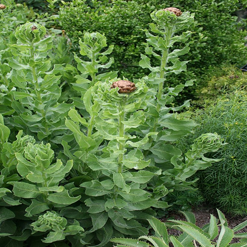 Centaurea macrocephala - Centaurée jaune (Feuillage)