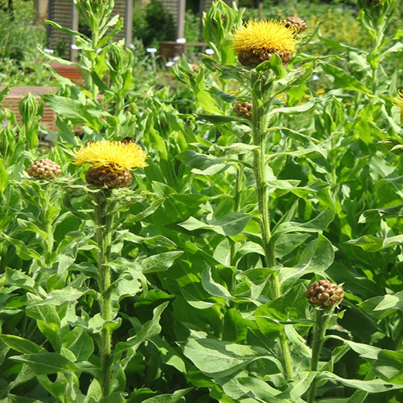 Centaurea macrocephala - Centaurée jaune (Port)