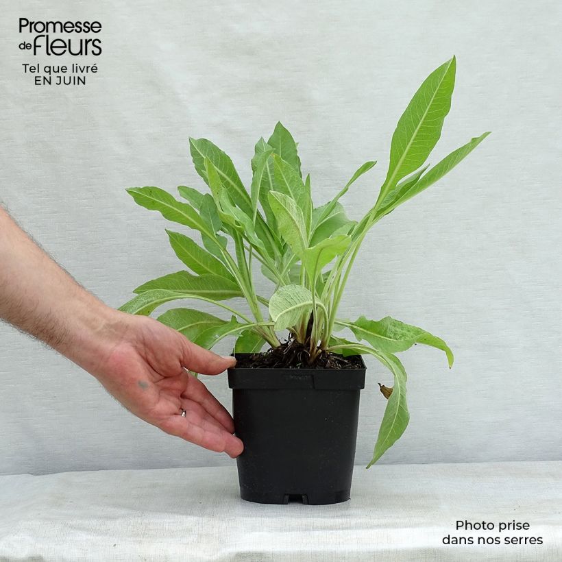 Spécimen de Centaurea macrocephala - Centaurée jaune Pot de 2L/3L tel que livré en été