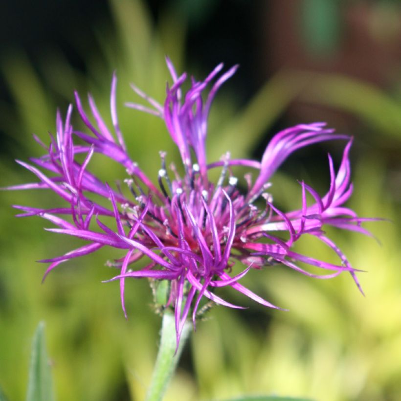 Bleuet des montagnes blanc et mauve - Centaurée montana Amethyst Dream (Floraison)