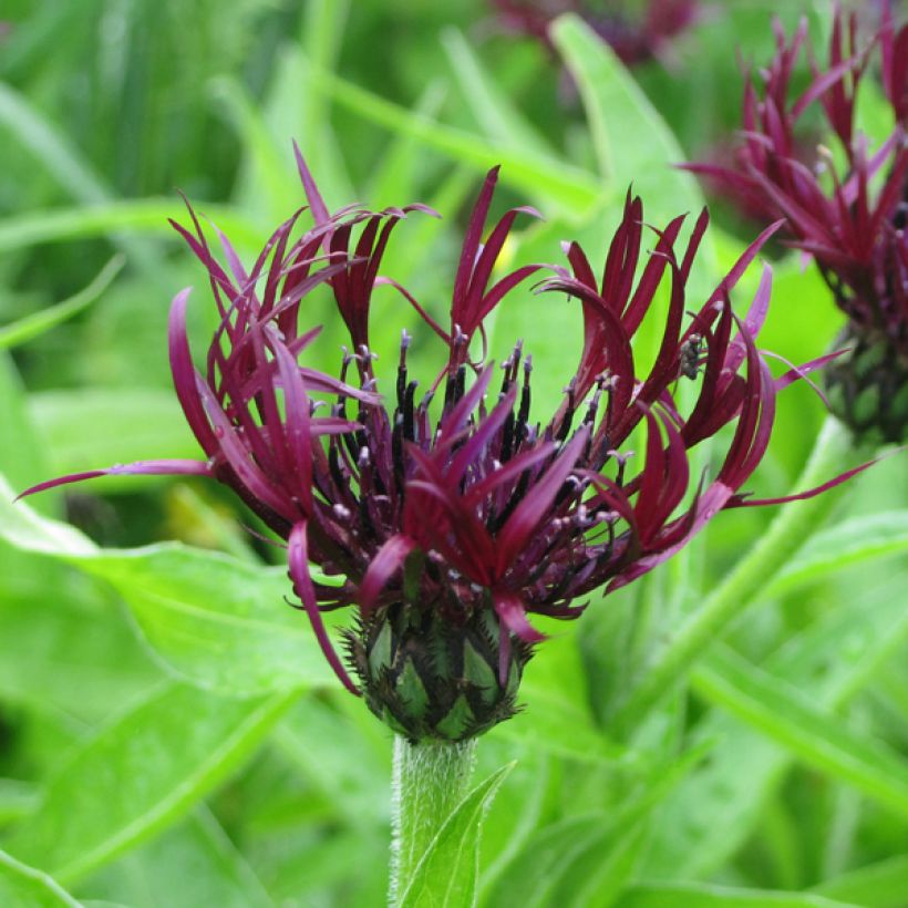 Bleuet des montagnes noir - Centaurée montana Jordy (Floraison)