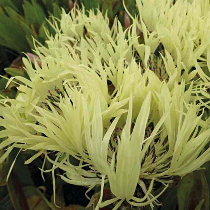 Bleuet des montagnes Sulphurea - Centaurea montana (Floraison)