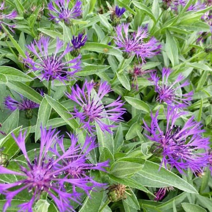 Bleuet des montagnes - Centaurea montana Violetta (Floraison)