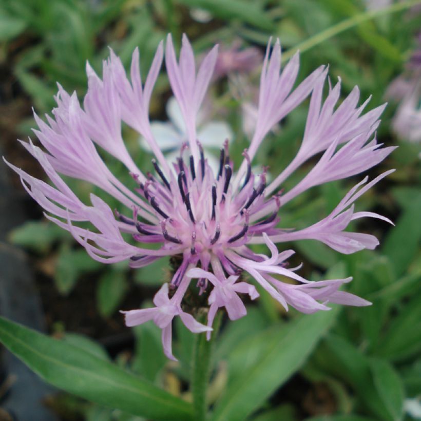 Bleuet des montagnes rose - Centaurée Carnea (Floraison)