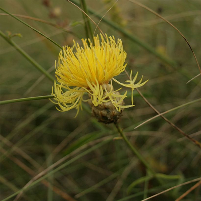 Centaurea orientalis - Centaurée d'Orient (Floraison)