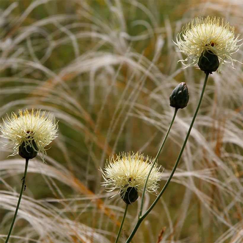 Centaurée, Centaurea ruthenica (Floraison)