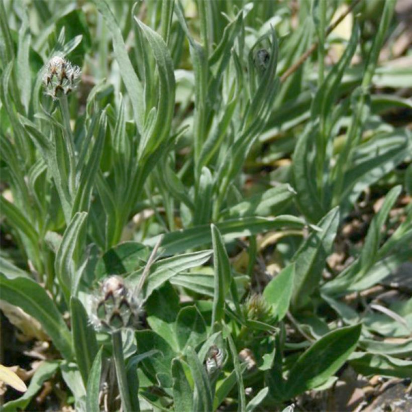 Centaurée, Centaurea triumfettii ssp. stricta (Feuillage)