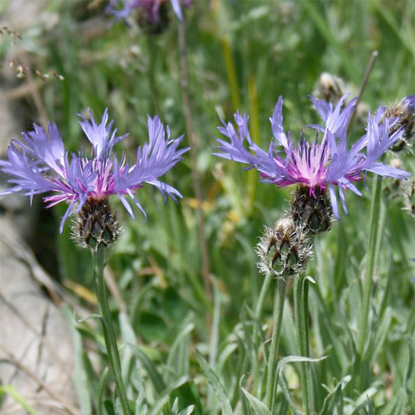 Centaurée, Centaurea triumfettii ssp. stricta (Floraison)