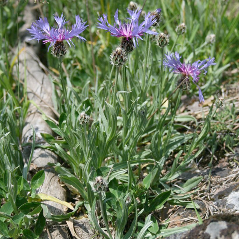 Centaurée, Centaurea triumfettii ssp. stricta (Port)