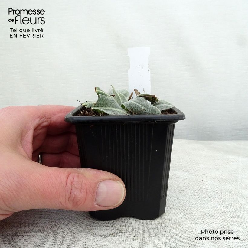 Spécimen de Centaurée Caramia - Centaurea (x) montana tel que livré en hiver