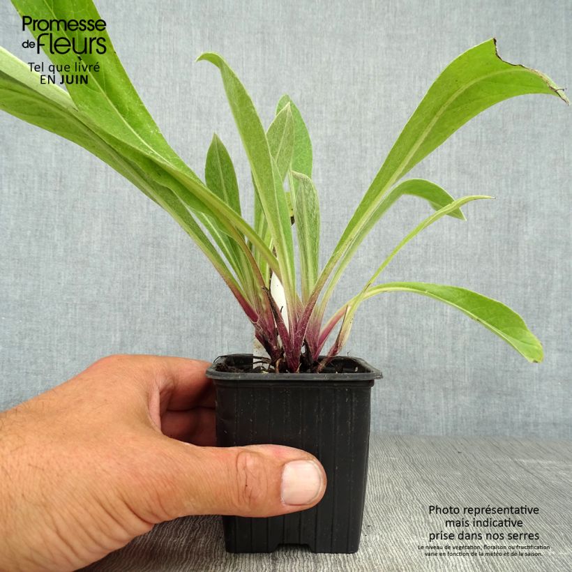 Spécimen de Centaurée Caramia - Centaurea (x) montana Godet de 8/9 cm tel que livré en été