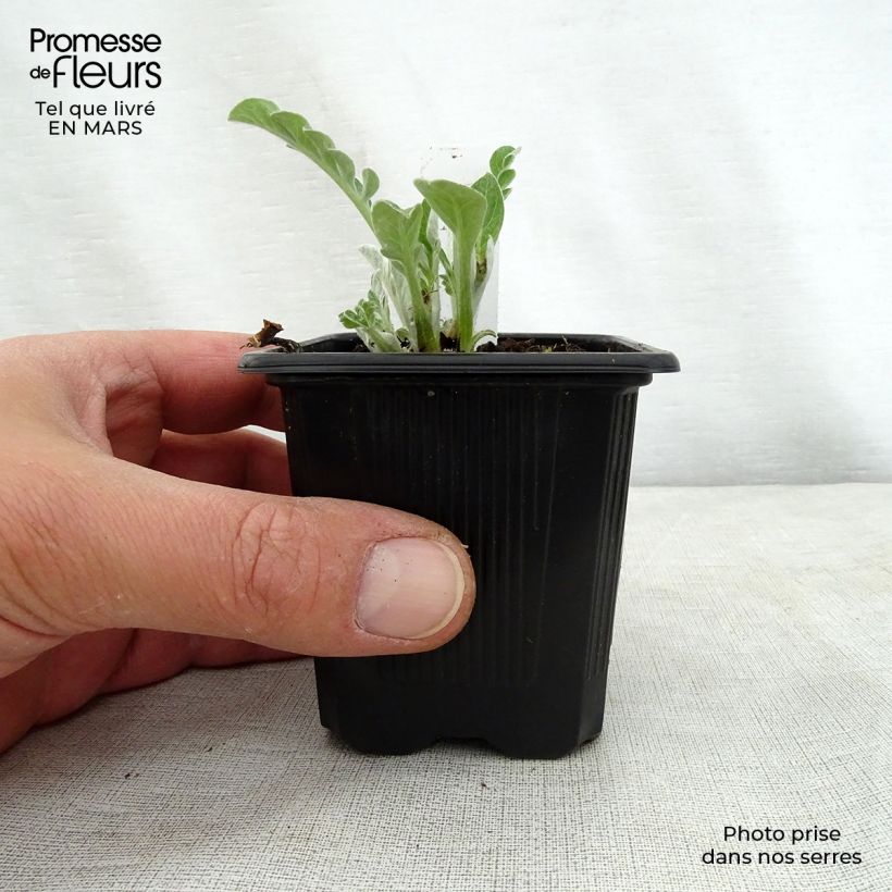 Spécimen de Centaurée - Centaurea hypoleuca John Coutts Godet de 8/9cm tel que livré au printemps