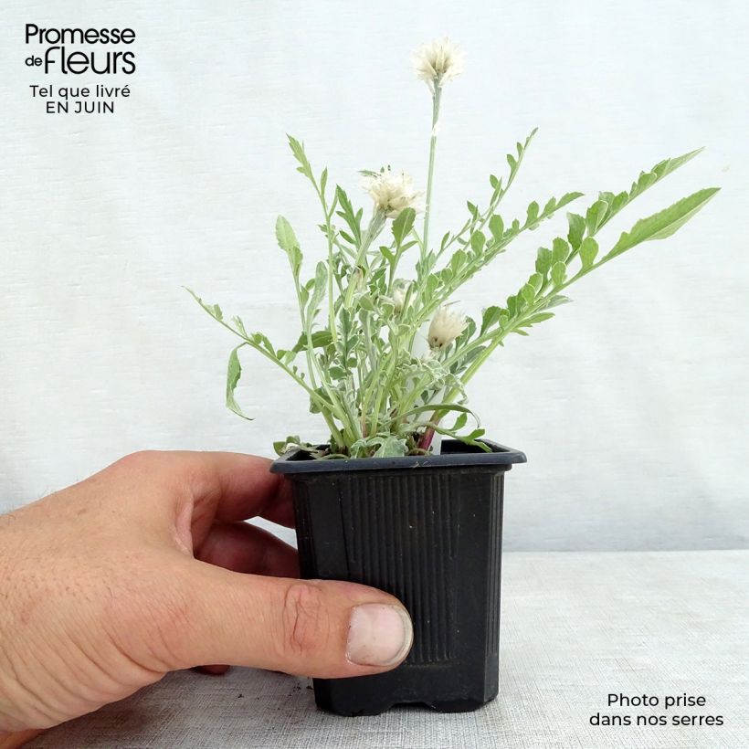 Spécimen de Centaurée, Centaurea pulcherrima Godet de 8/9 cm tel que livré en été
