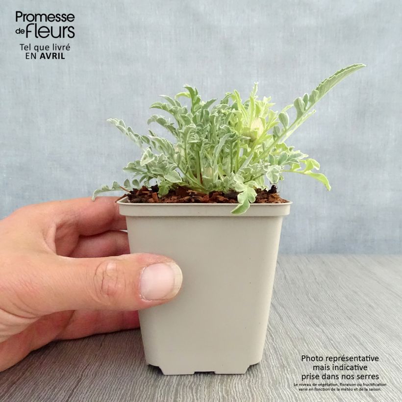 Spécimen de Centaurée, Centaurea pulcherrima Godet de 8 cm tel que livré au printemps