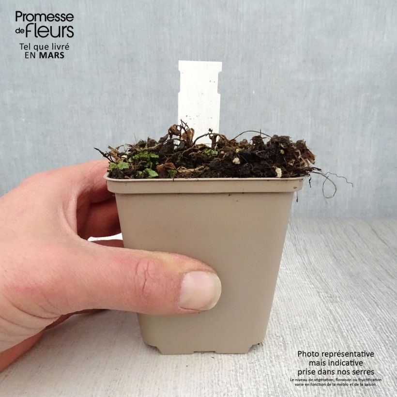 Spécimen de Centaurée, Centaurea ruthenica Godet de 9cm tel que livré au printemps