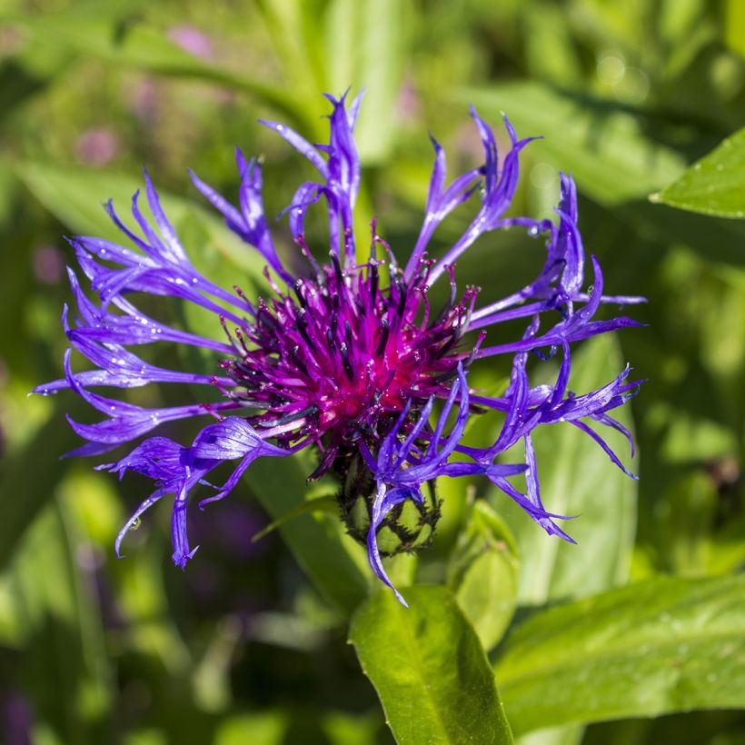 Centaurée, Centaurea triumfettii ssp. cana (Floraison)