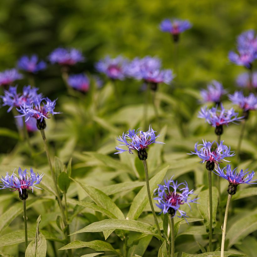 Centaurée, Centaurea triumfettii ssp. cana (Port)