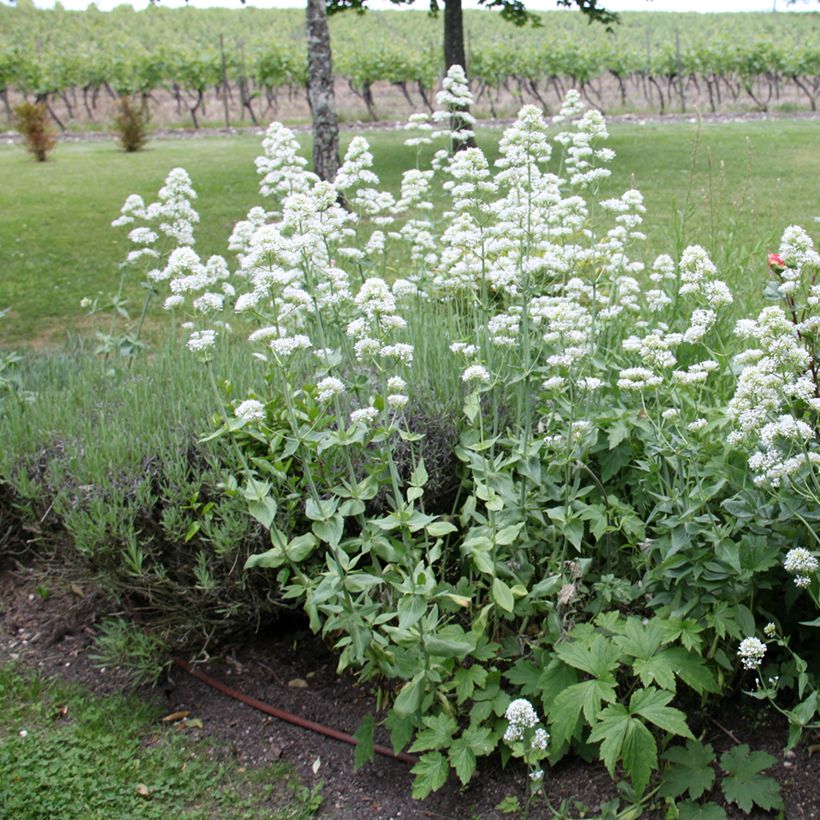 Valériane blanche, Centranthus ruber albus (Port)