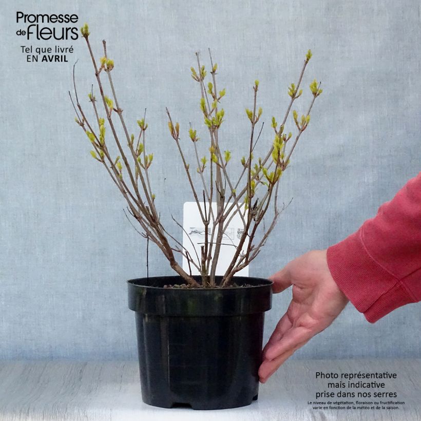 Spécimen de Cephalanthus occidentalis - Bois-bouton tel que livré au printemps