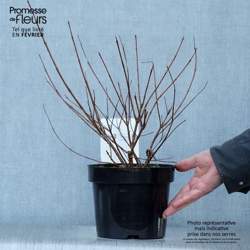 Spécimen de Cephalanthus occidentalis - Bois-bouton tel que livré en hiver