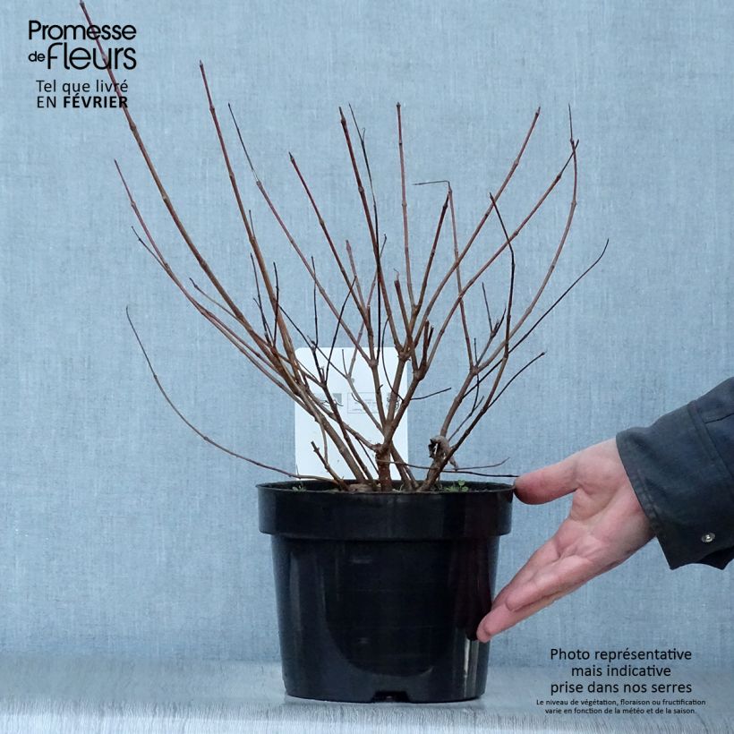 Spécimen de Cephalanthus occidentalis - Bois-bouton en pot de 7,5L/10L tel que livré en hiver