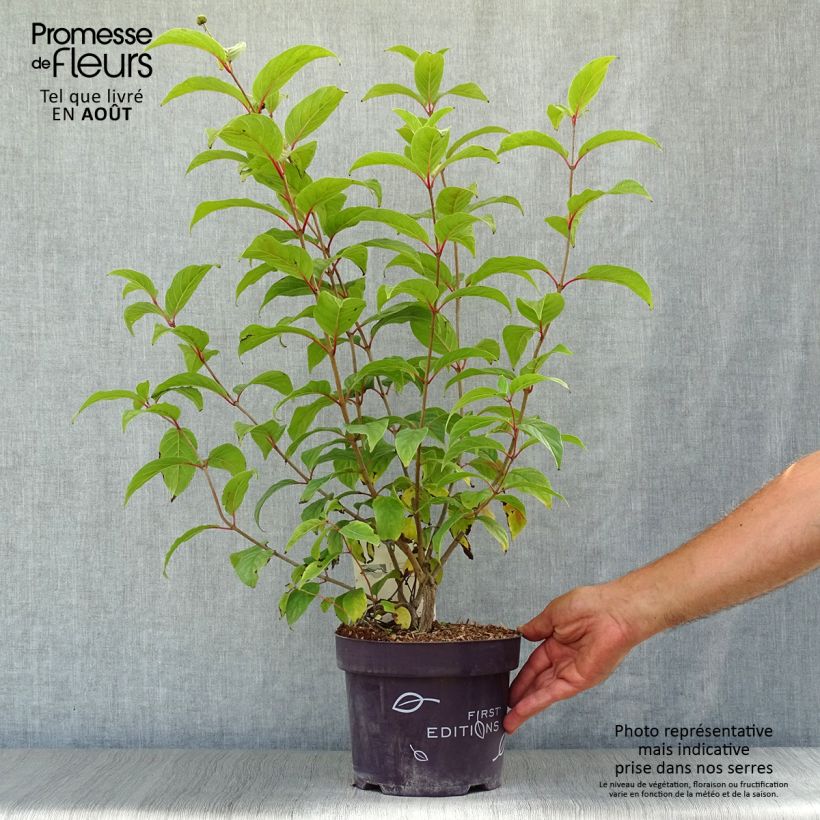 Spécimen de Cephalanthus occidentalis Fiber Optics Pot de 3L/4L tel que livré en été