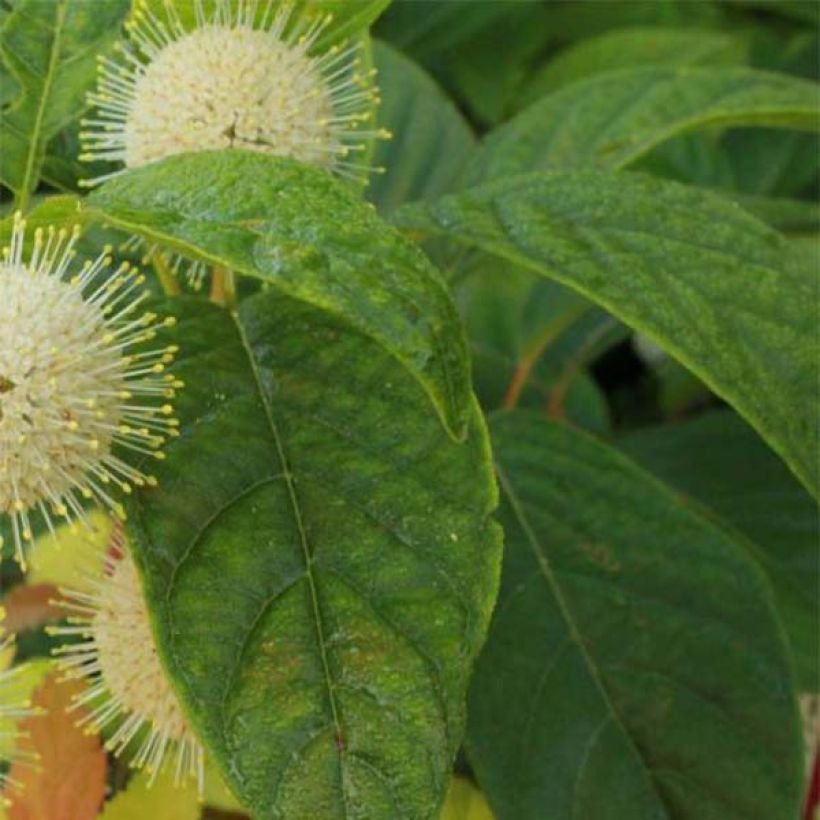 Cephalanthus occidentalis Sugar Shack (Feuillage)