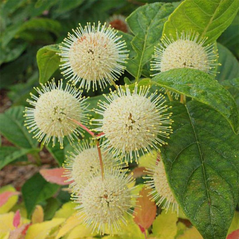 Cephalanthus occidentalis Sugar Shack (Floraison)