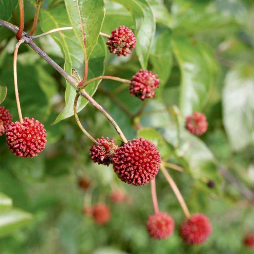 Cephalanthus occidentalis Sugar Shack (Récolte)