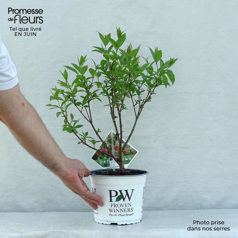 Spécimen de Cephalanthus occidentalis Sugar Shack Pot de 2L/3L tel que livré en été