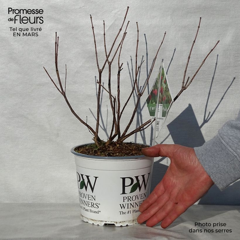 Spécimen de Cephalanthus occidentalis Sugar Shack en pot de 2/3L tel que livré au printemps