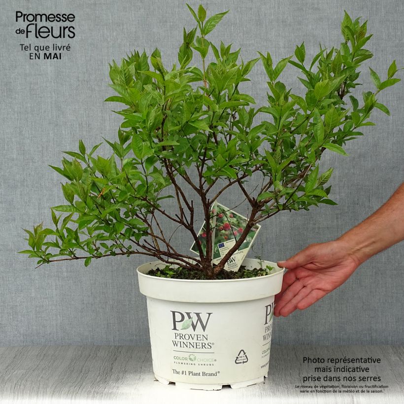 Spécimen de Cephalanthus occidentalis Sugar Shack en pot de 7,5l/10l tel que livré au printemps