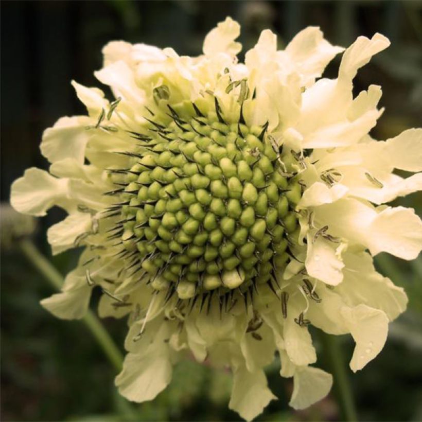 Cephalaria alpina - Scabieuse alpine jaune (Floraison)