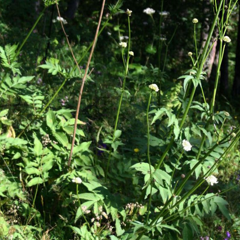 Cephalaria gigantea - Scabieuse géante (Feuillage)