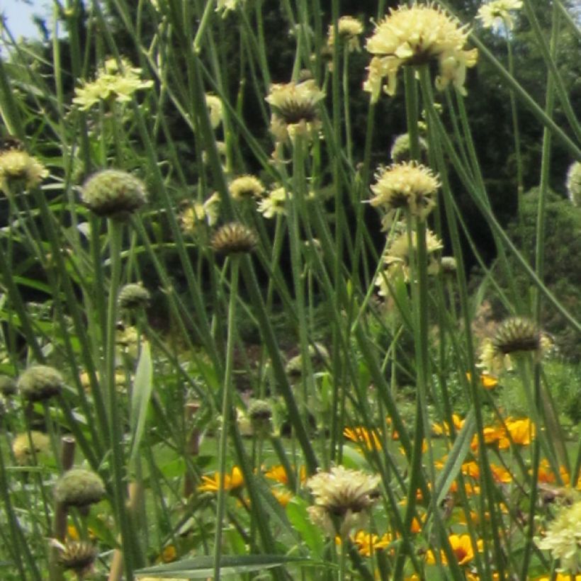 Cephalaria gigantea - Scabieuse géante (Floraison)